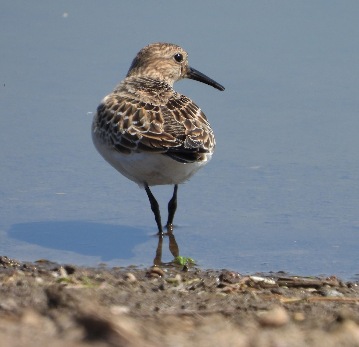 Bairdstrandläufer - ML608997380