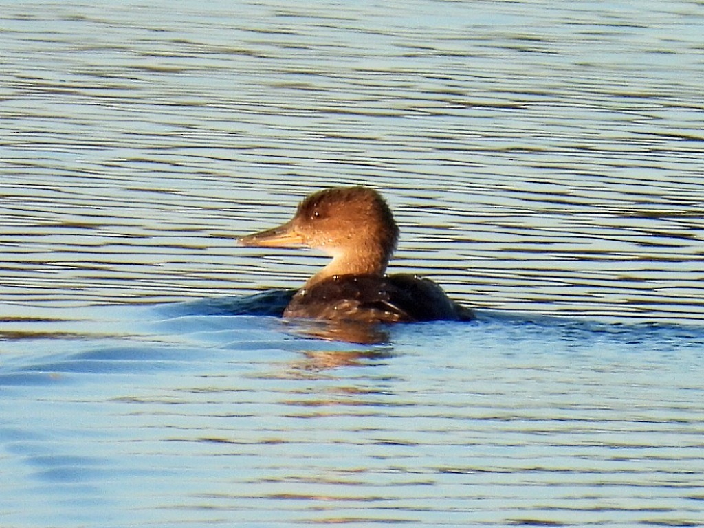 Hooded Merganser - ML608997391