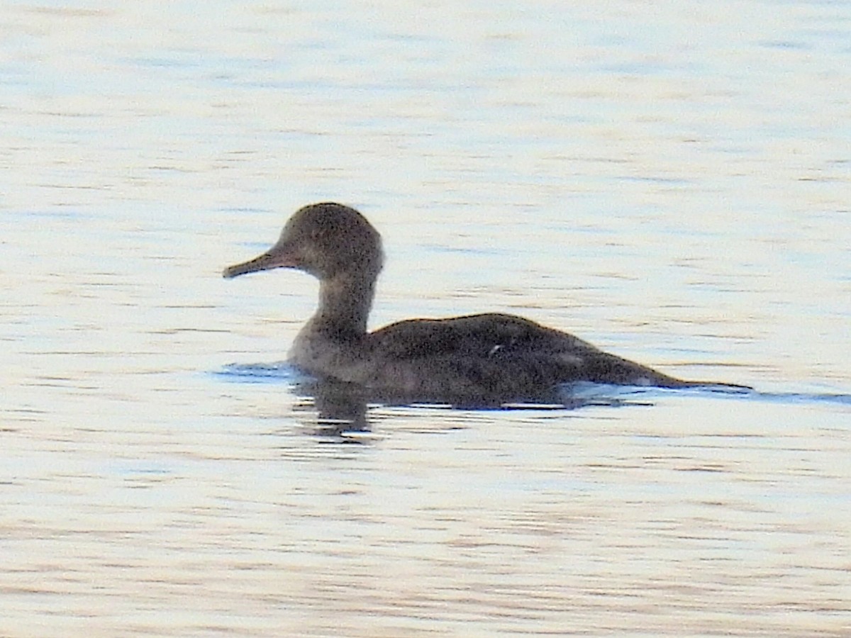 Hooded Merganser - ML608997392