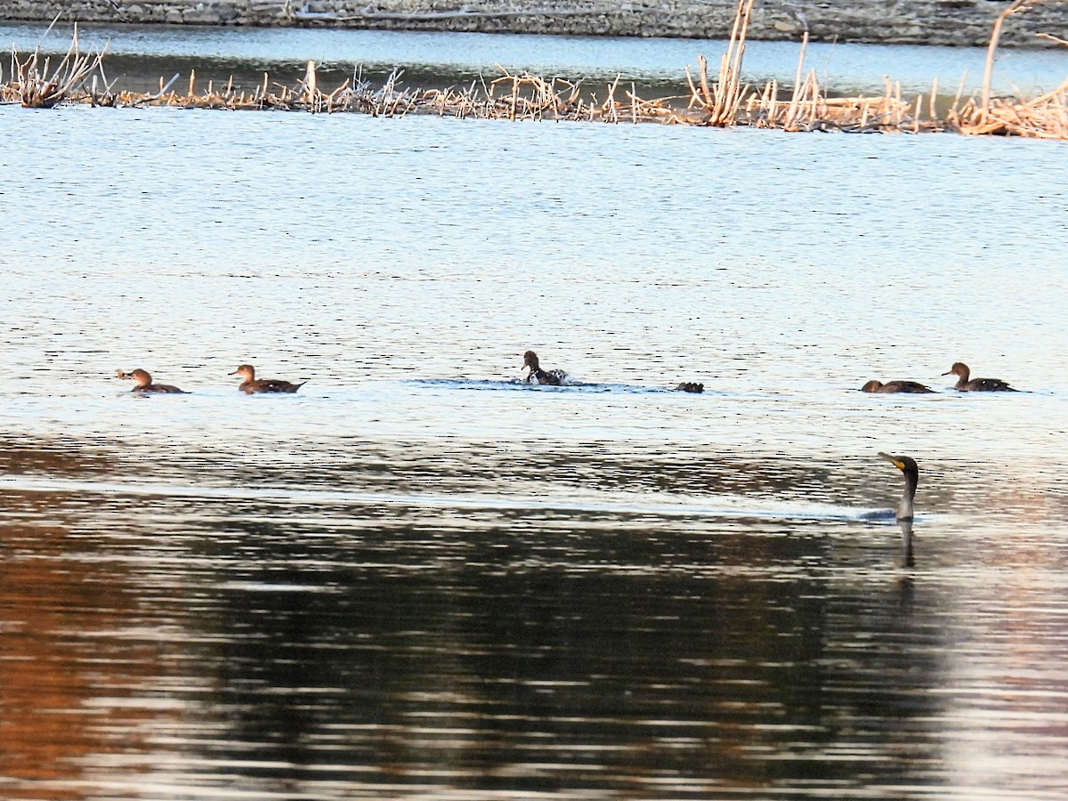 Hooded Merganser - ML608997393