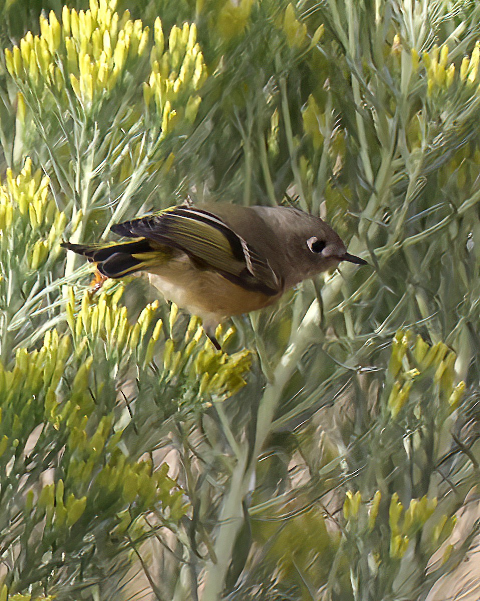 מלכילון אמריקני - ML608997415