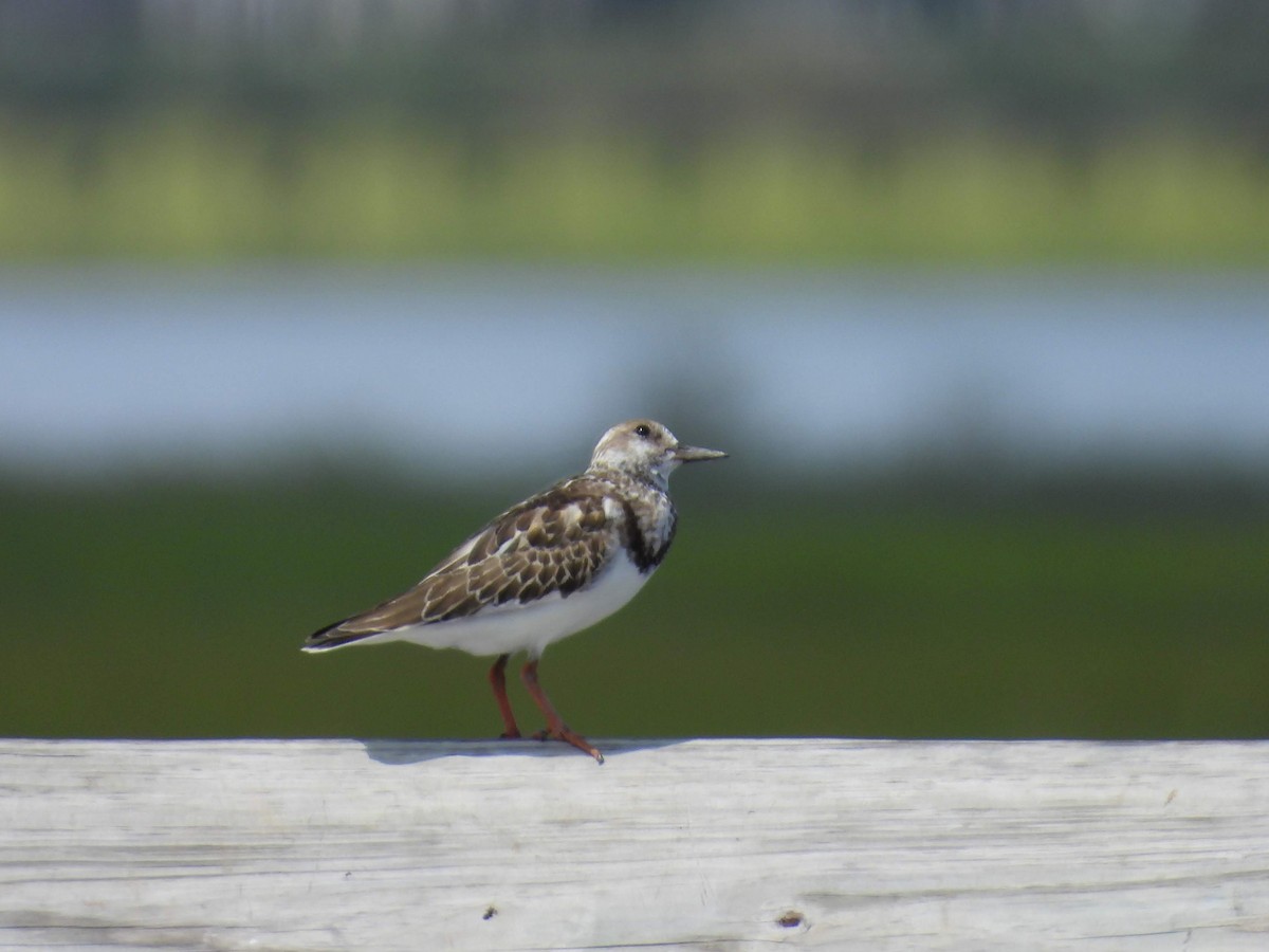 Ruddy Turnstone - ML608997418