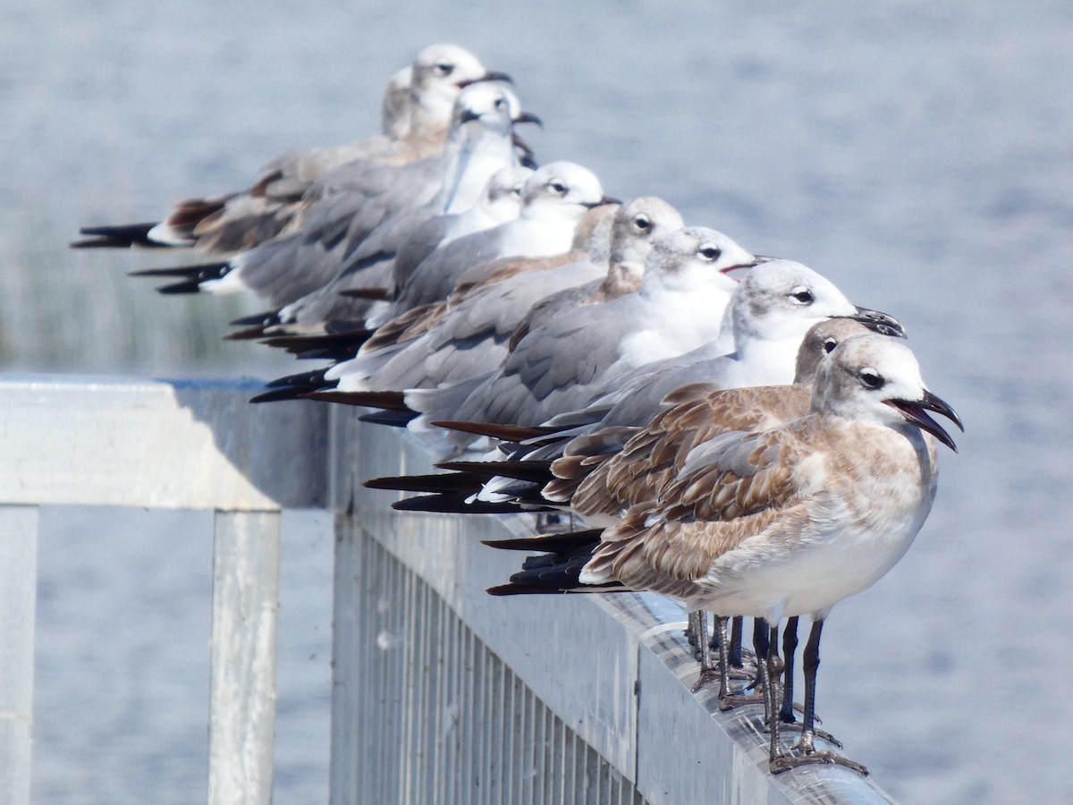 Laughing Gull - ML608997426