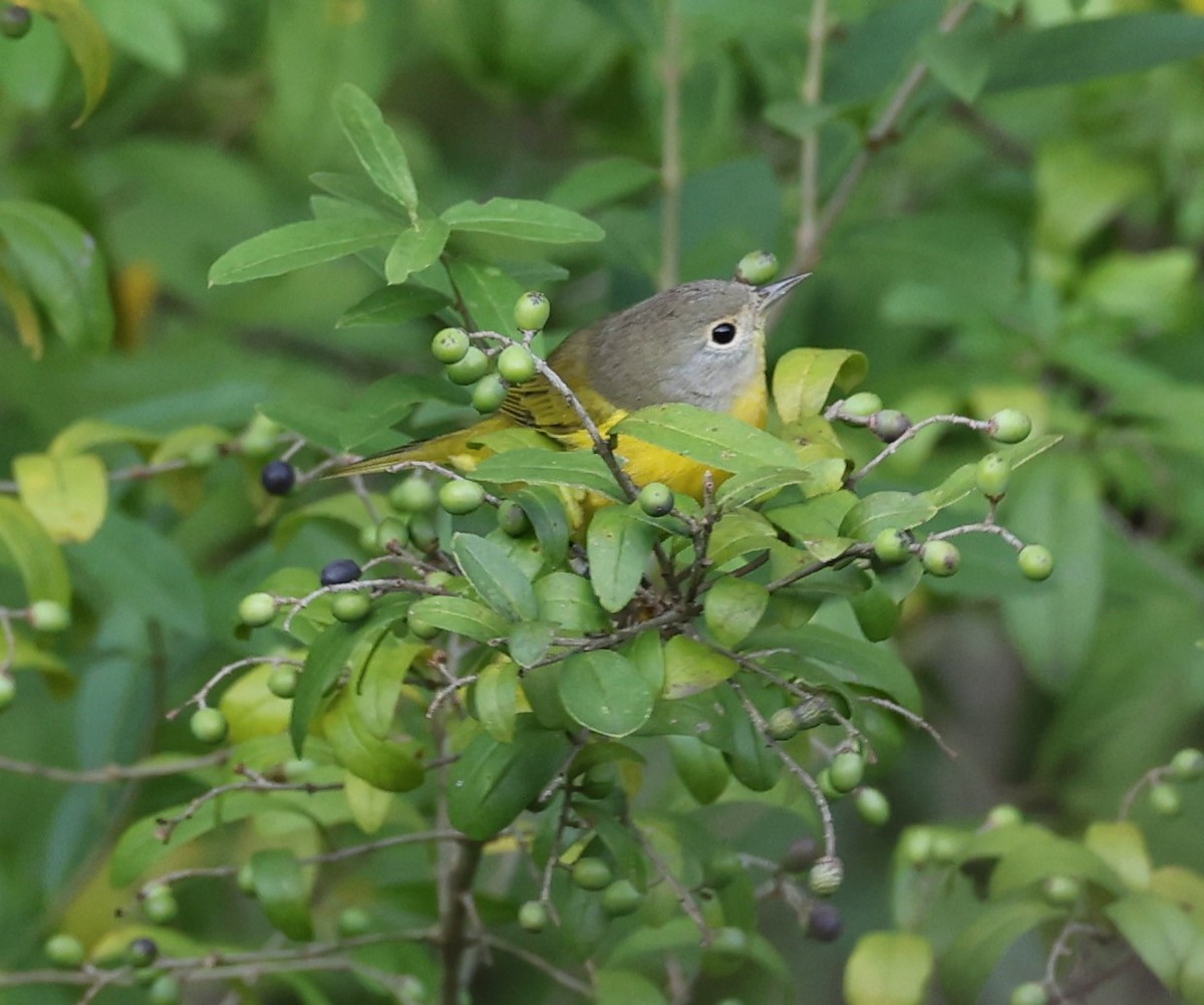 Nashville Warbler - ML608997438