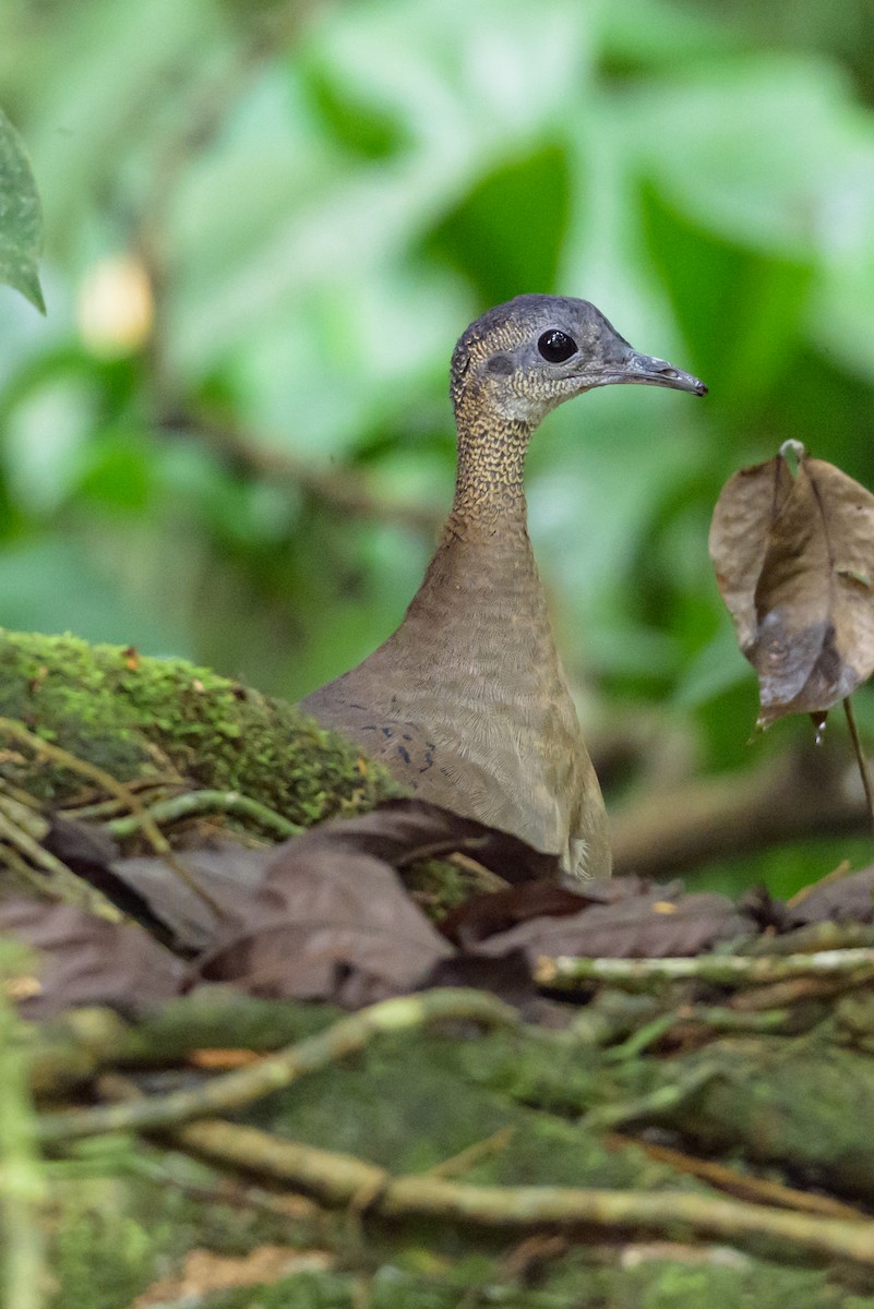 Great Tinamou - ML608997474