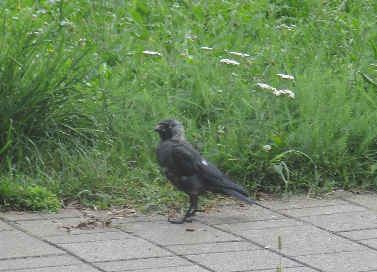 Eurasian Jackdaw - Tamas Zeke