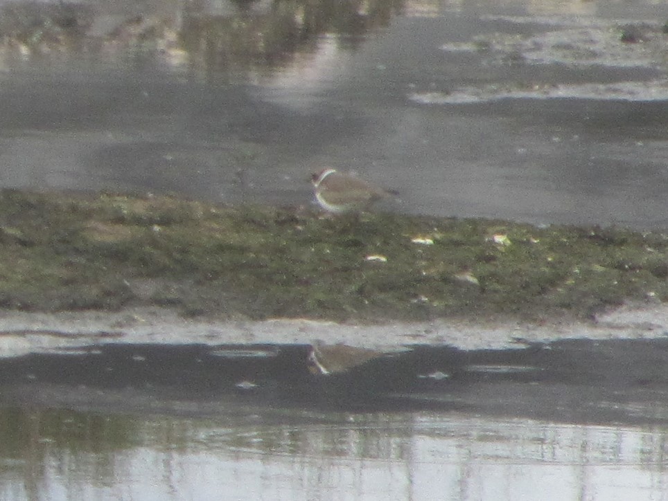 Semipalmated Plover - ML608997516