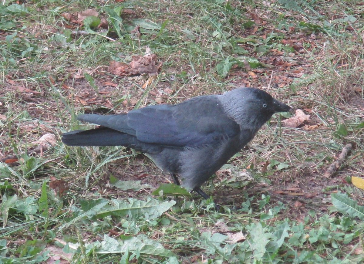 Eurasian Jackdaw - ML608997535