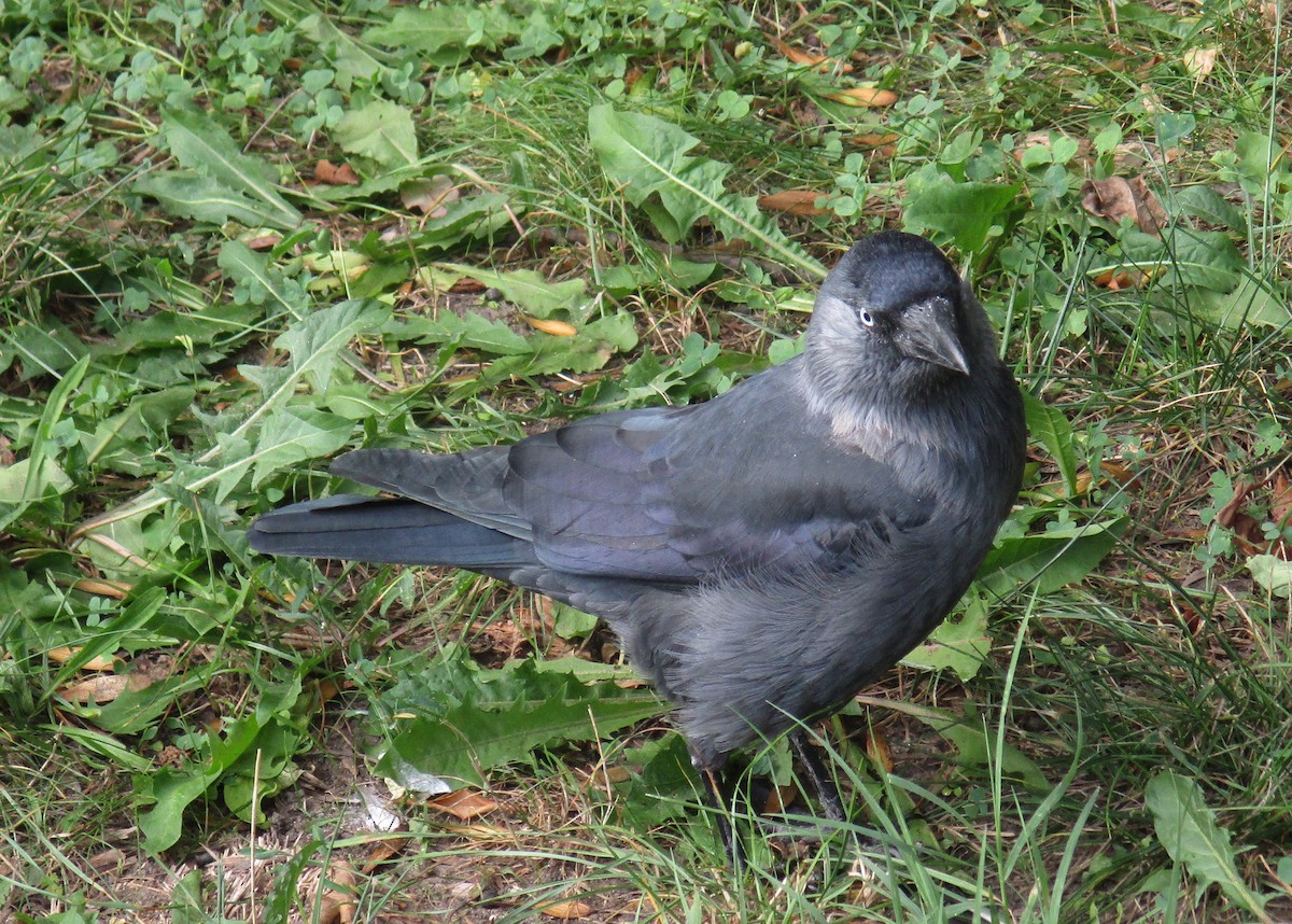 Eurasian Jackdaw - ML608997536