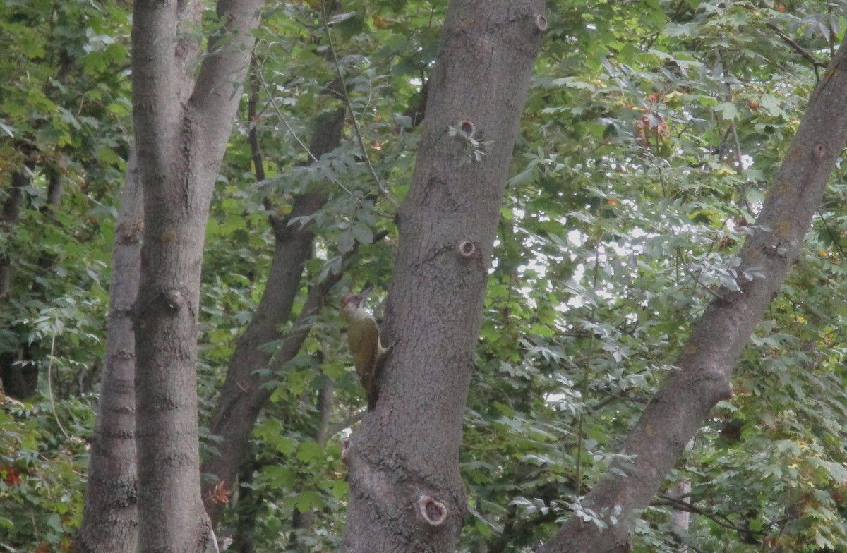 Eurasian Green Woodpecker - Tamas Zeke