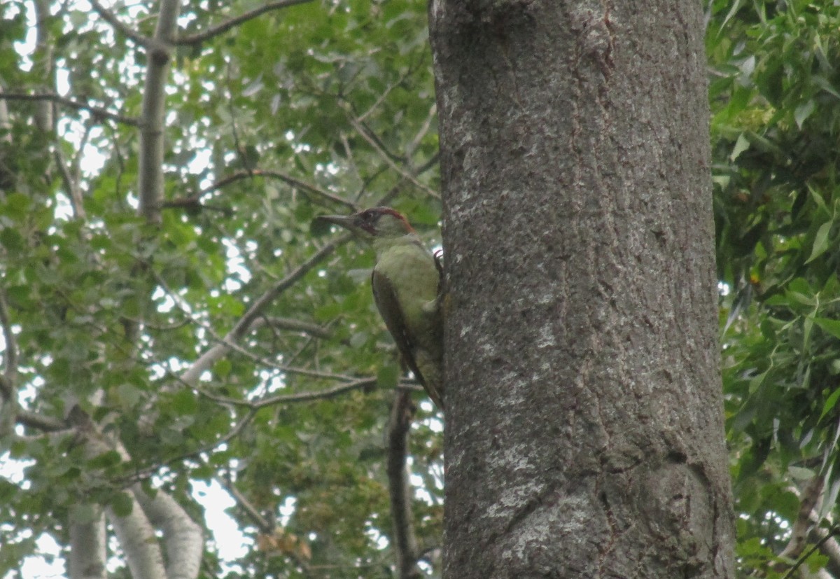Eurasian Green Woodpecker - Tamas Zeke