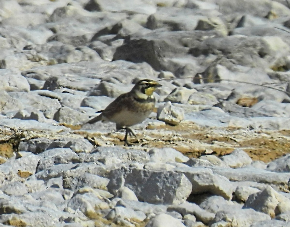 Horned Lark - ML608997596