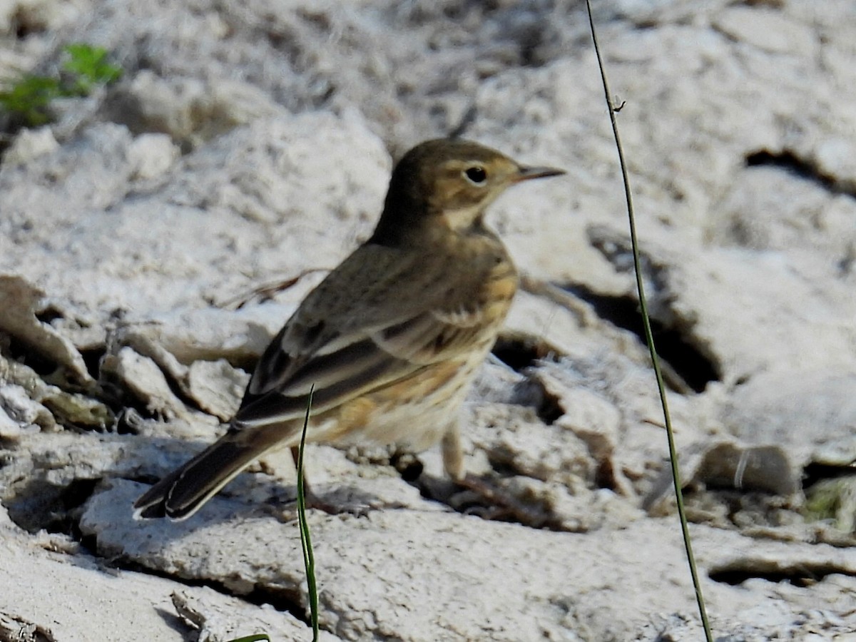 Horned Lark - ML608997597