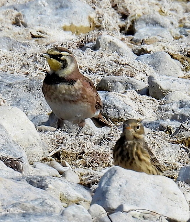 Horned Lark - ML608997598