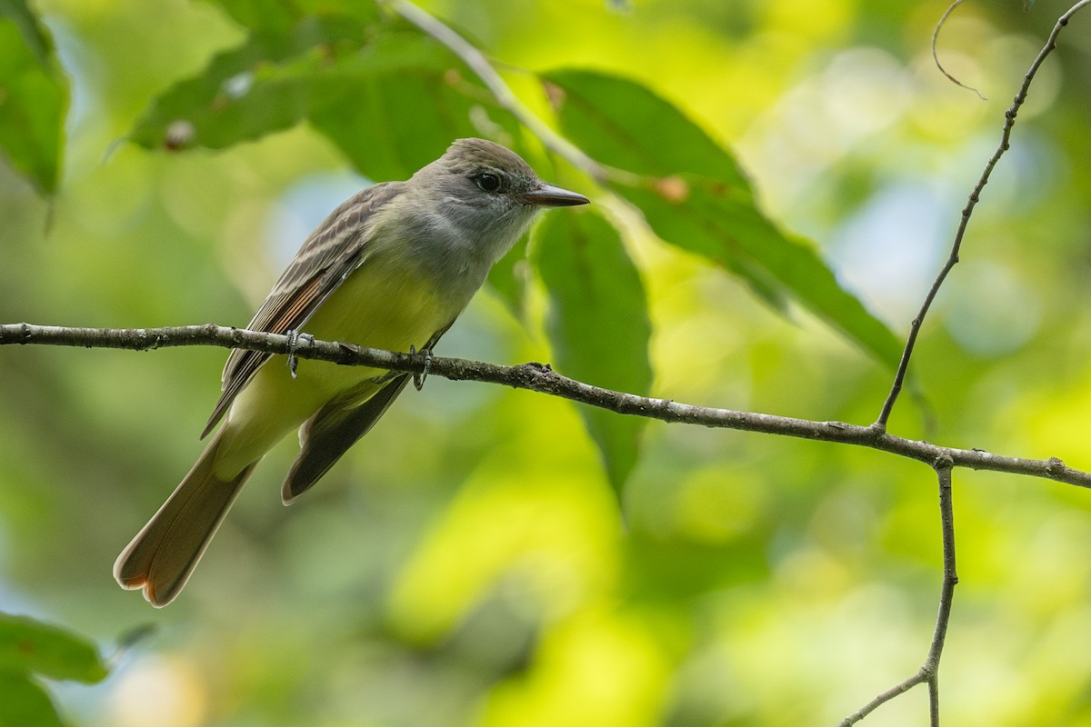 Great Crested Flycatcher - ML608997655