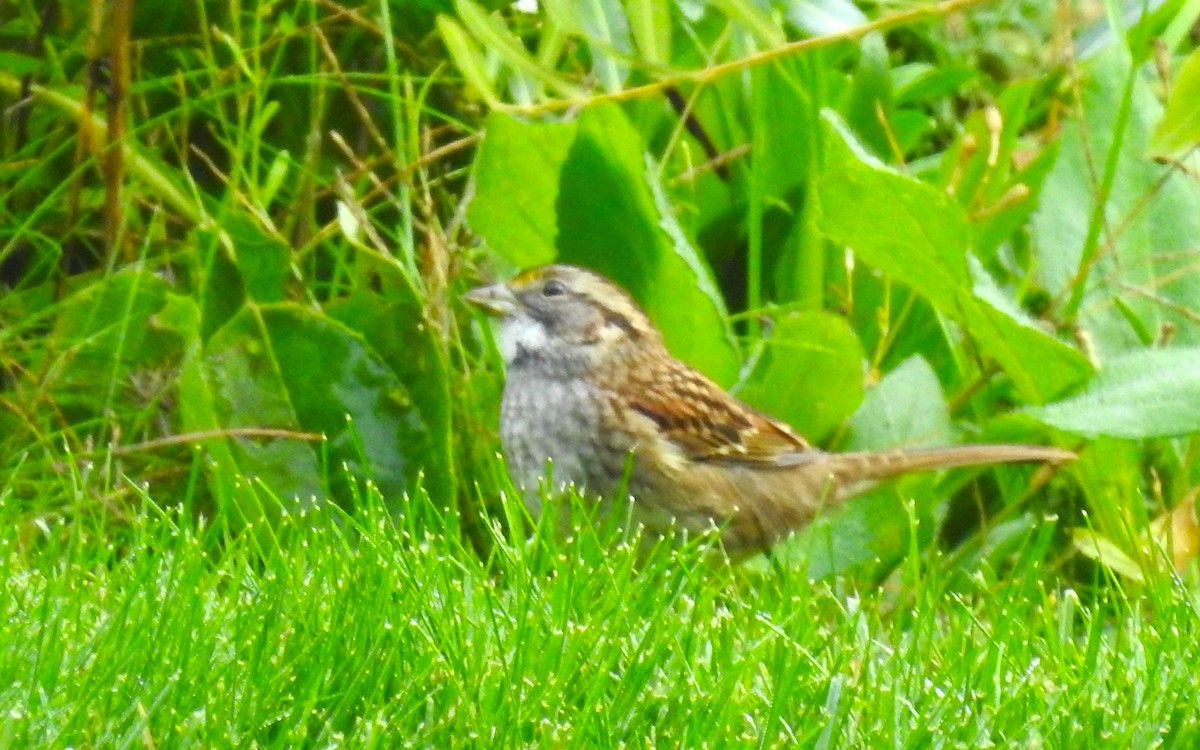 White-throated Sparrow - ML608997663