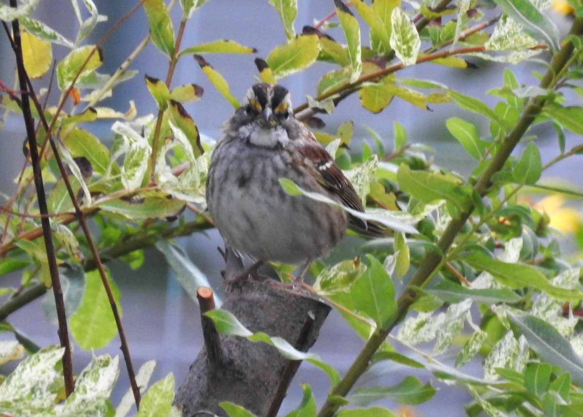 White-throated Sparrow - ML608997672