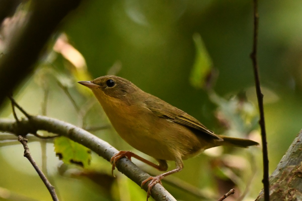 Paruline masquée - ML608997703