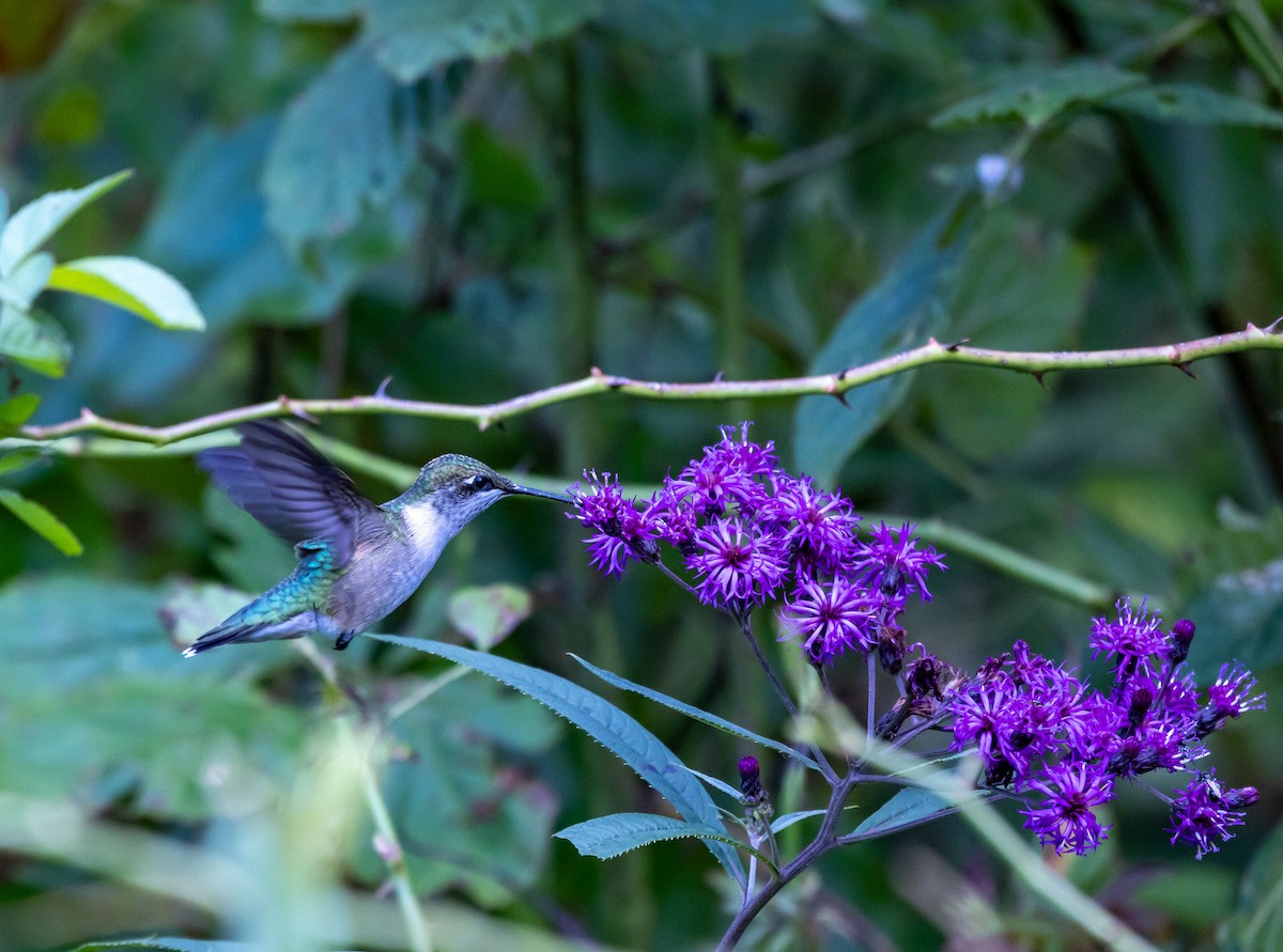 Colibri à gorge rubis - ML608997734