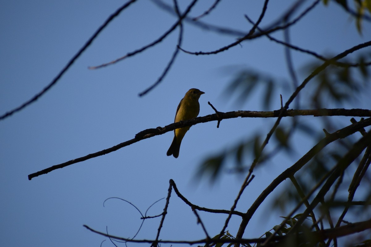 Western Tanager - ML608997749