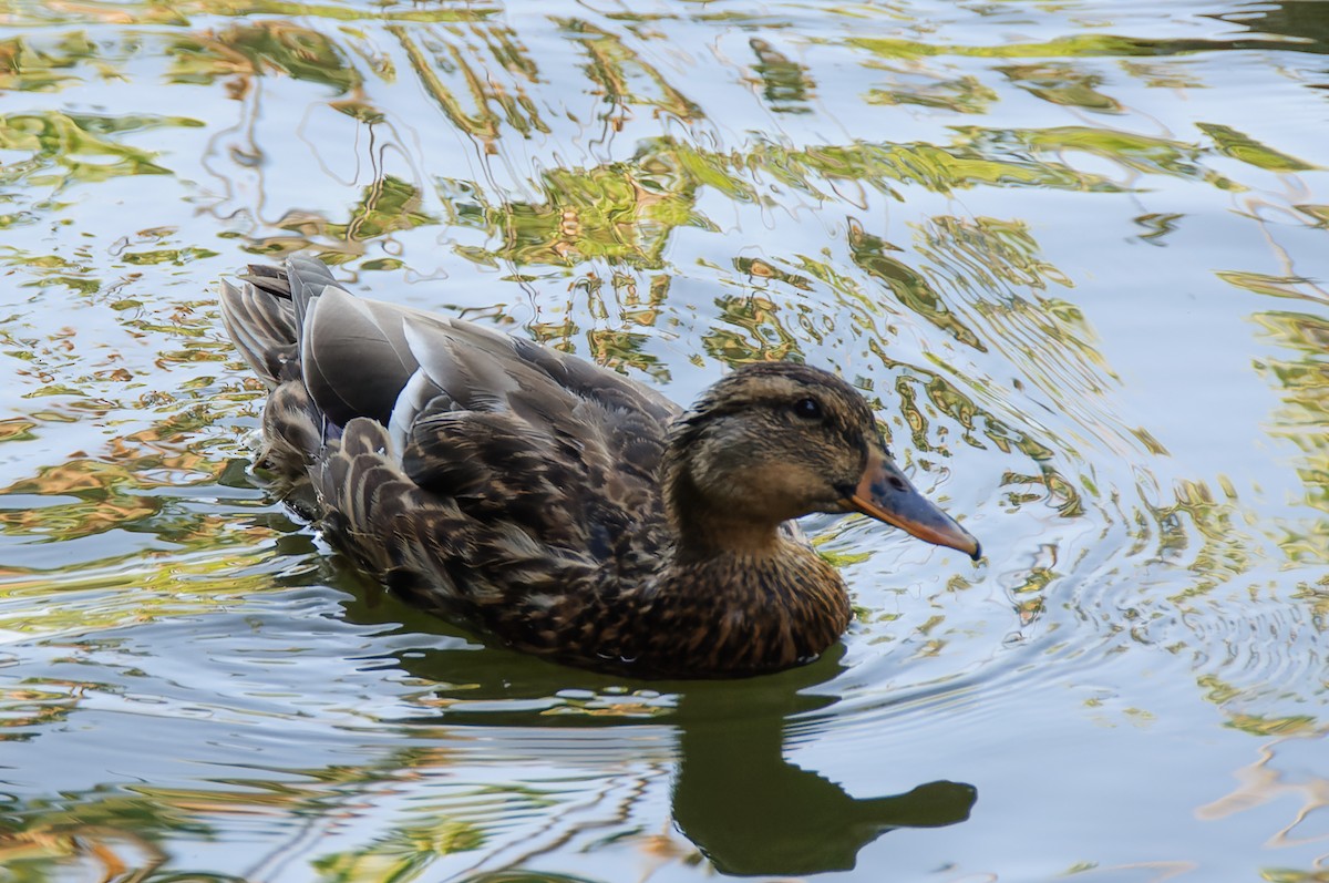 Mallard - Phoebe McClain