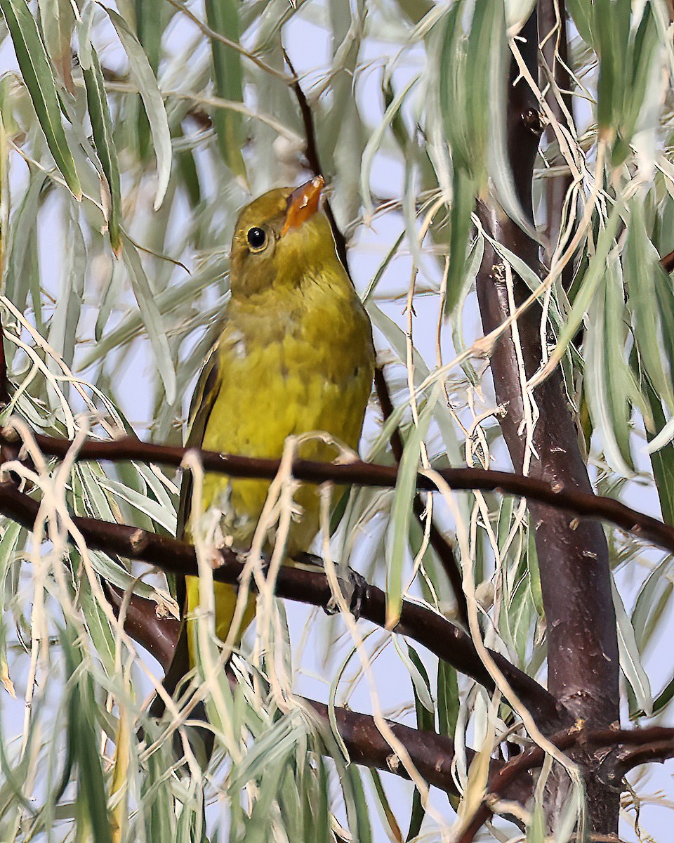 Western Tanager - Jonathan Dowell