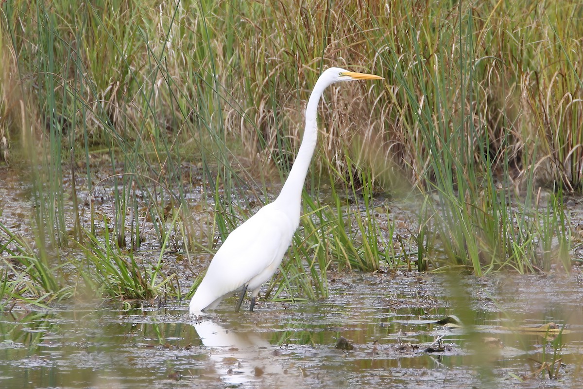 Great Egret - ML608997765