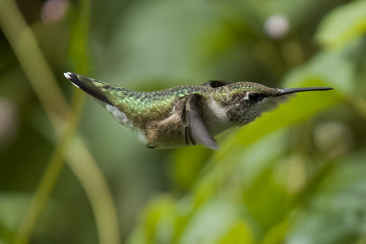 Colibri à gorge rubis - ML608997770