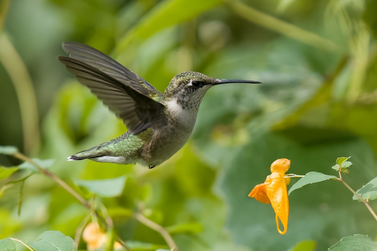 Ruby-throated Hummingbird - Carl Bespolka