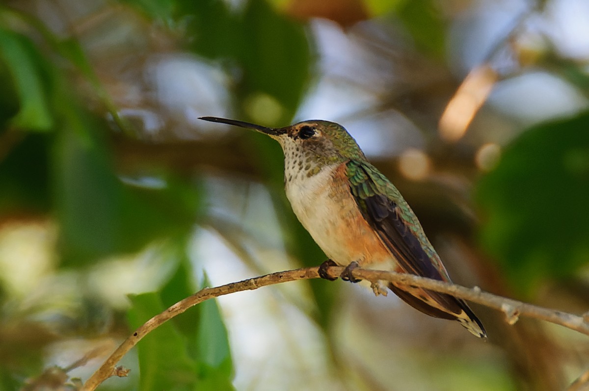 Allen's Hummingbird - ML608997792