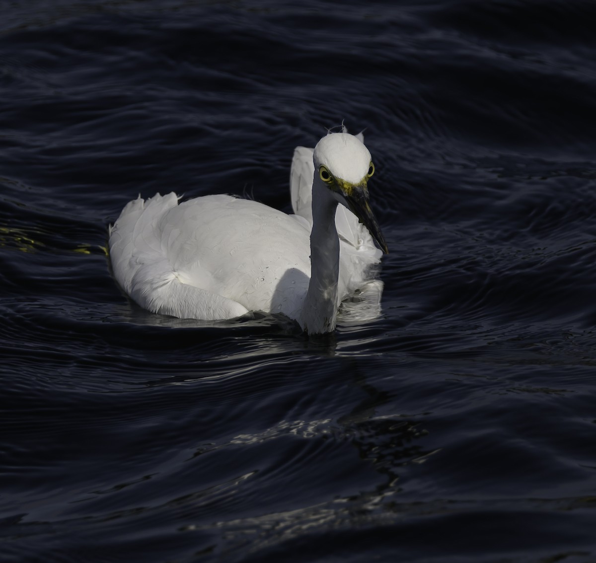 Snowy Egret - ML608997860