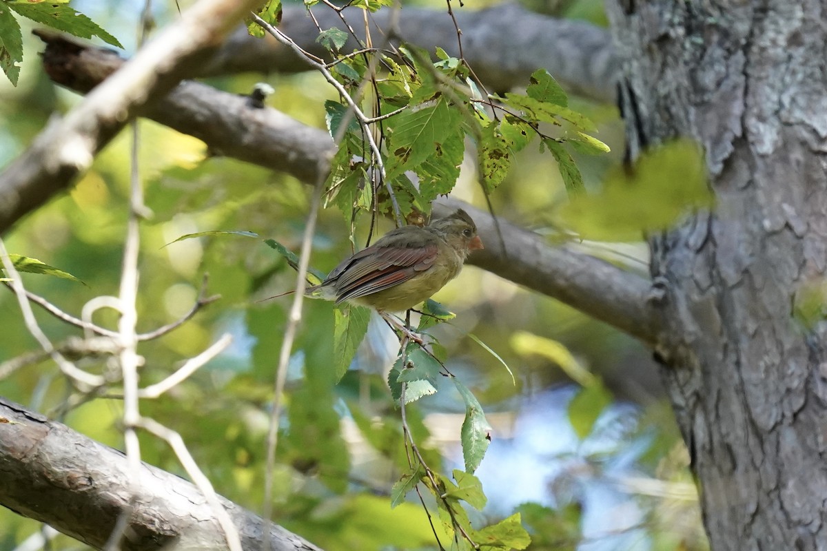 Northern Cardinal - ML608997866