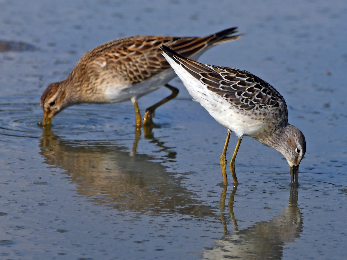 Stilt Sandpiper - ML608997884