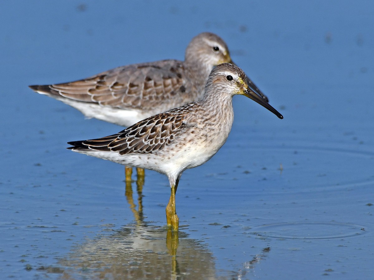 Stilt Sandpiper - ML608997896