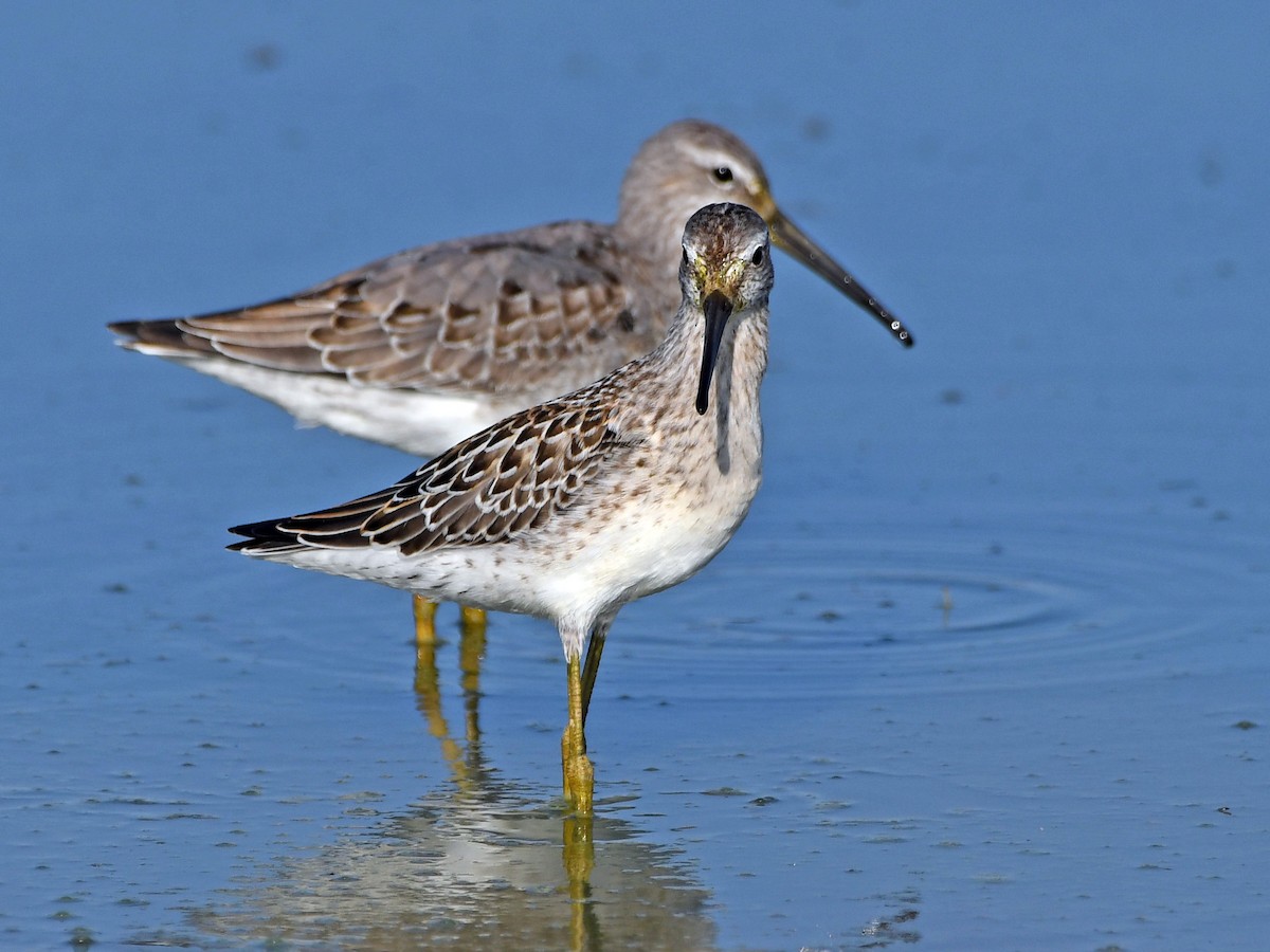 Stilt Sandpiper - ML608997897