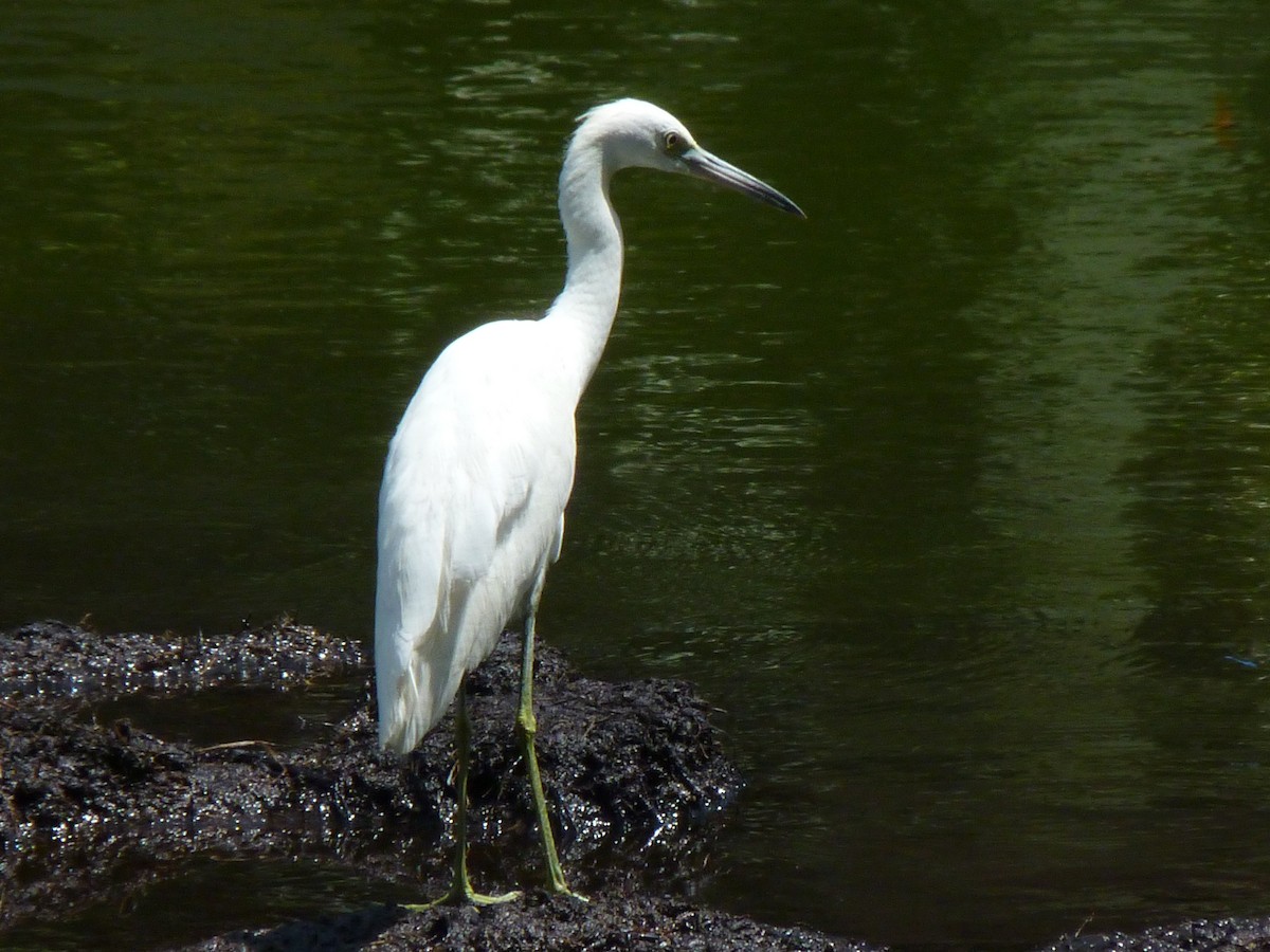 Little Blue Heron - ML608997931