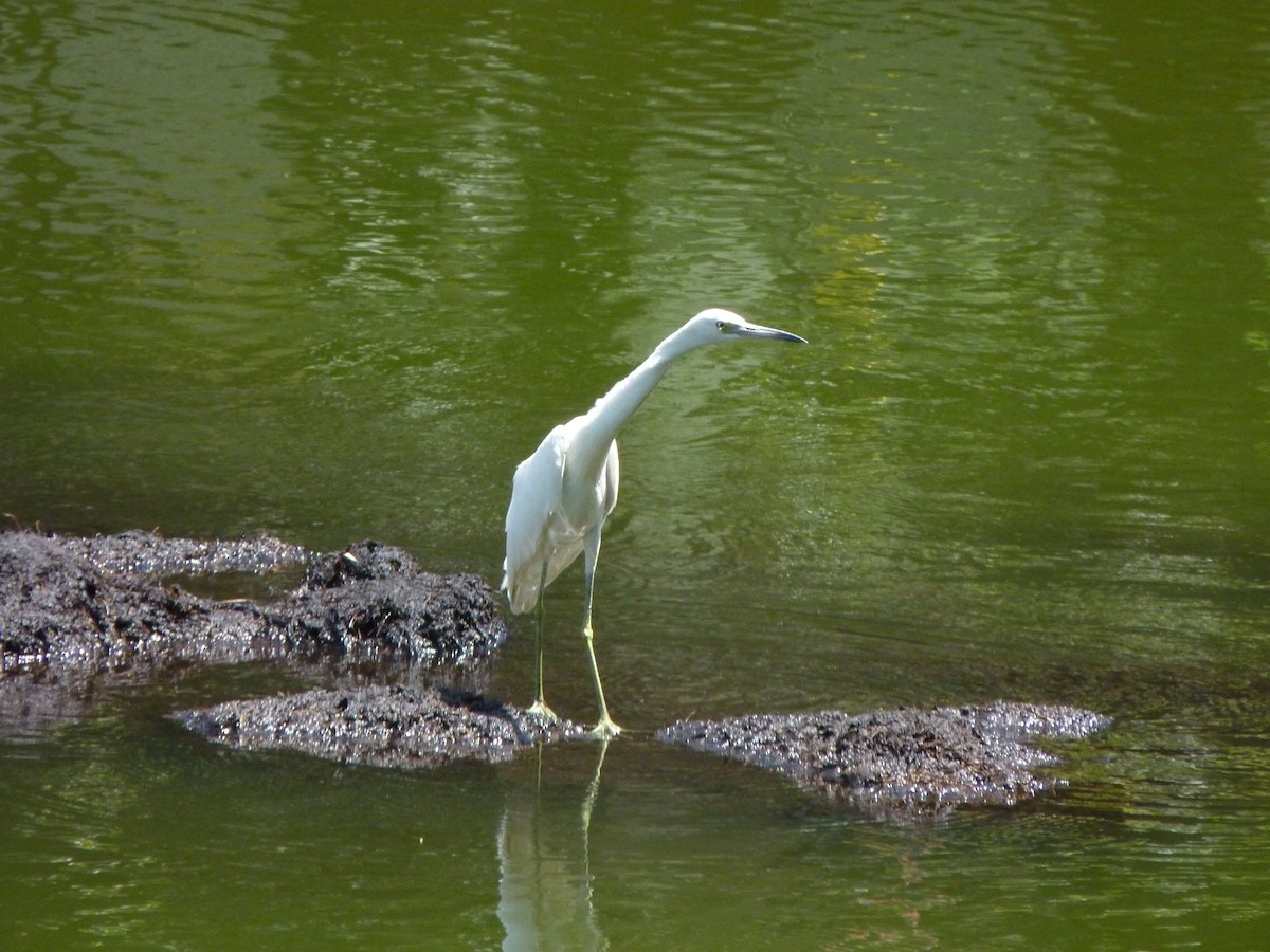 Little Blue Heron - ML608997934