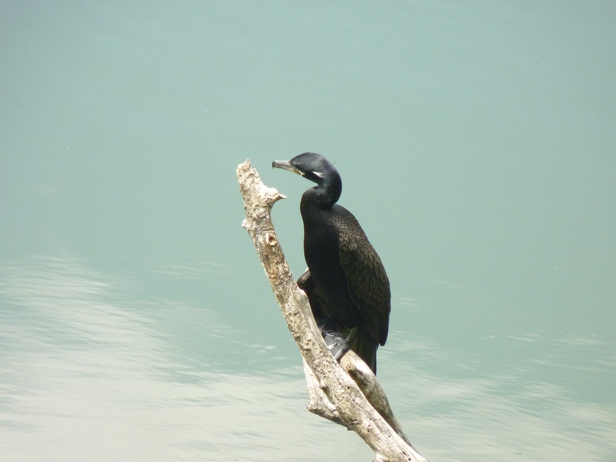 Neotropic Cormorant - ML608997971