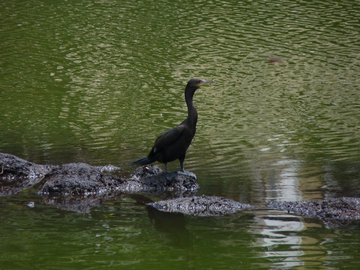 Neotropic Cormorant - ML608997972