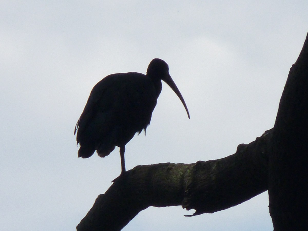 rødmaskeibis - ML608997982