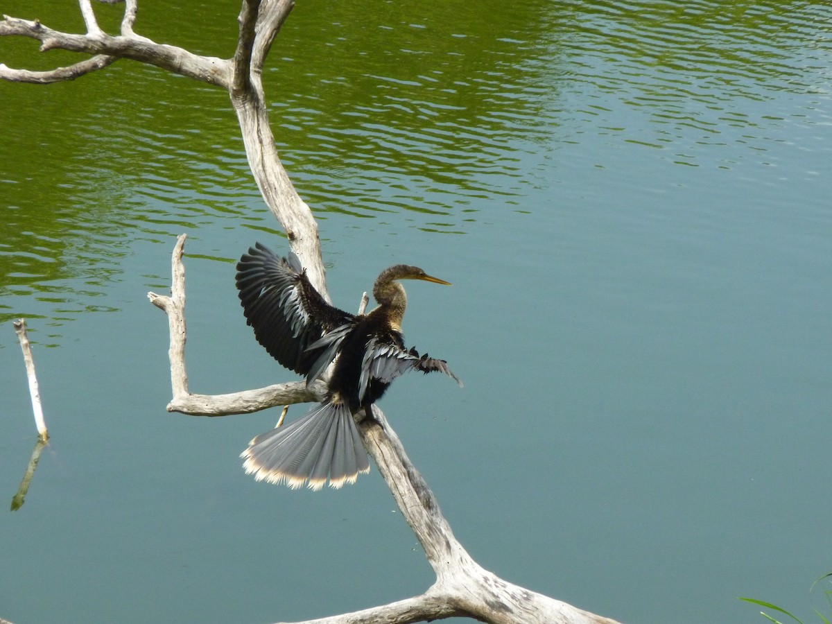 Anhinga - Rafael Cuevas