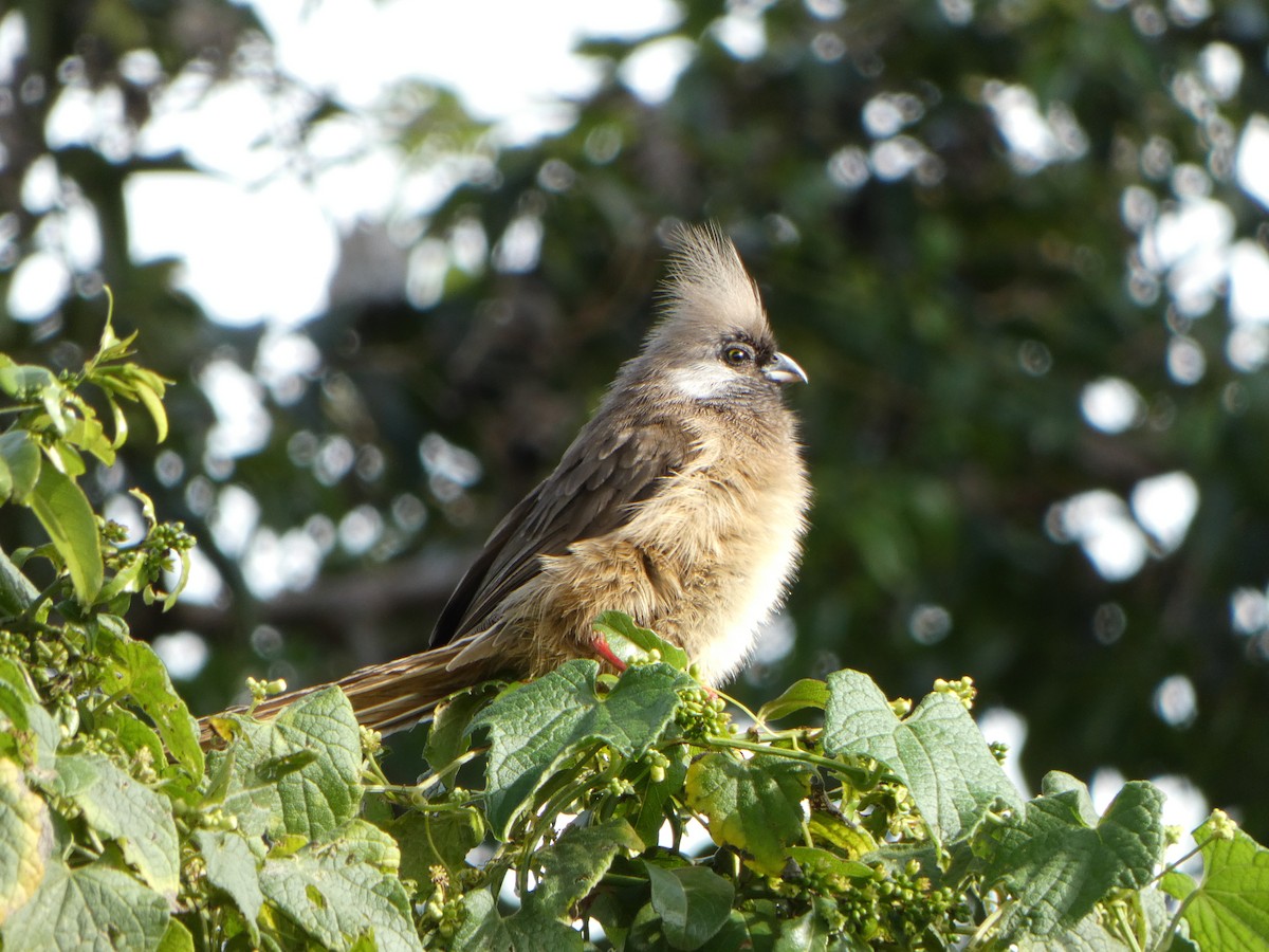 Speckled Mousebird - ML608998084