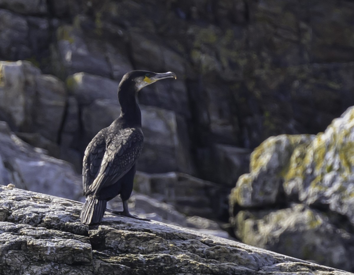 Great Cormorant - ML608998086