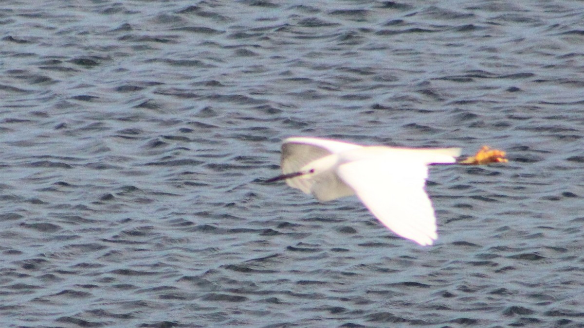 Little Egret - ML608998094