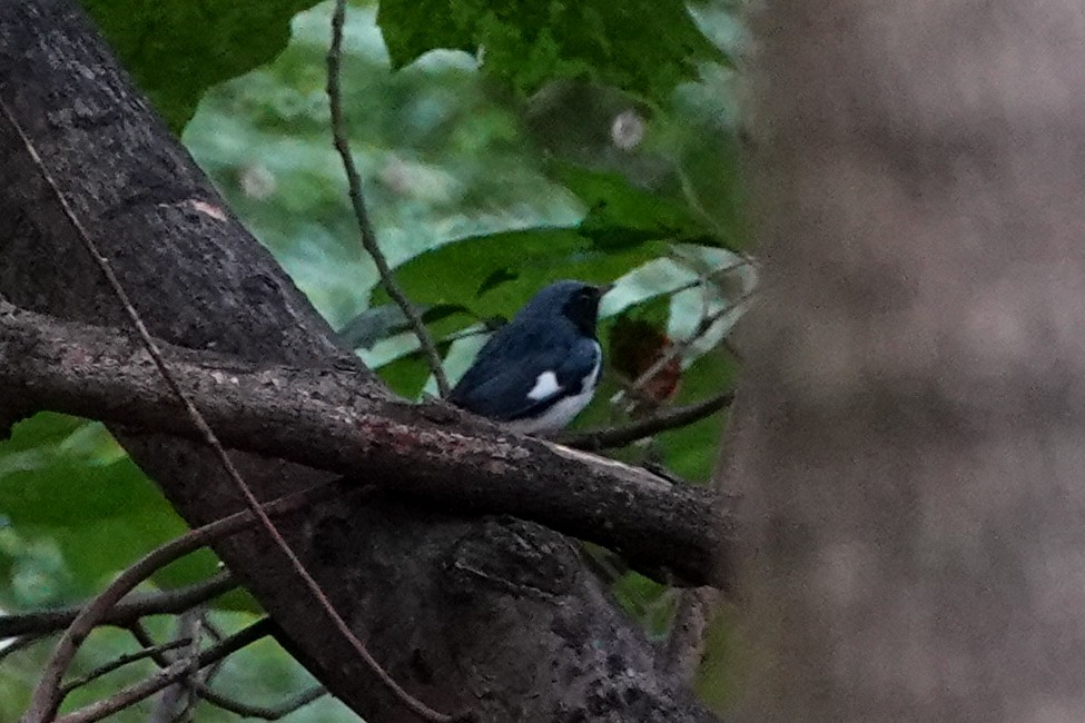 Black-throated Blue Warbler - Kaitlin Mahar