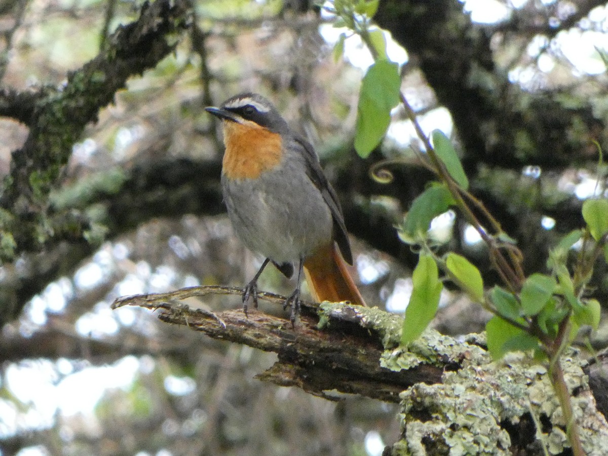 Cape Robin-Chat - ML608998135