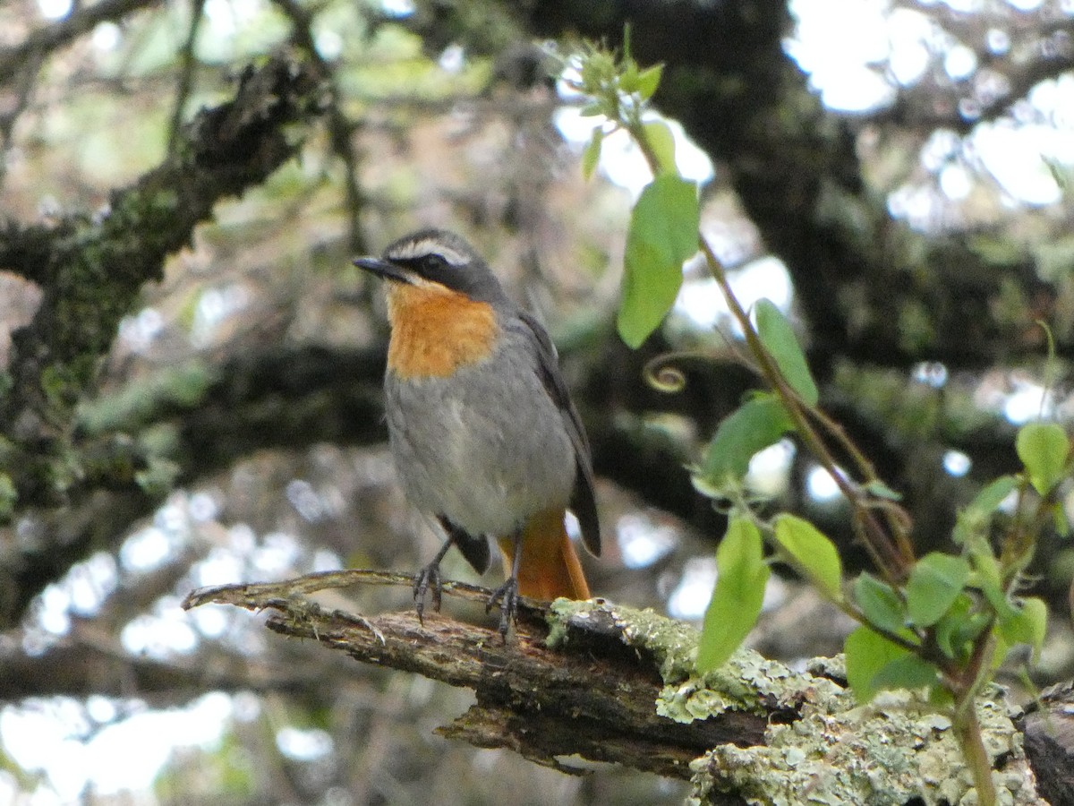 Cape Robin-Chat - ML608998137