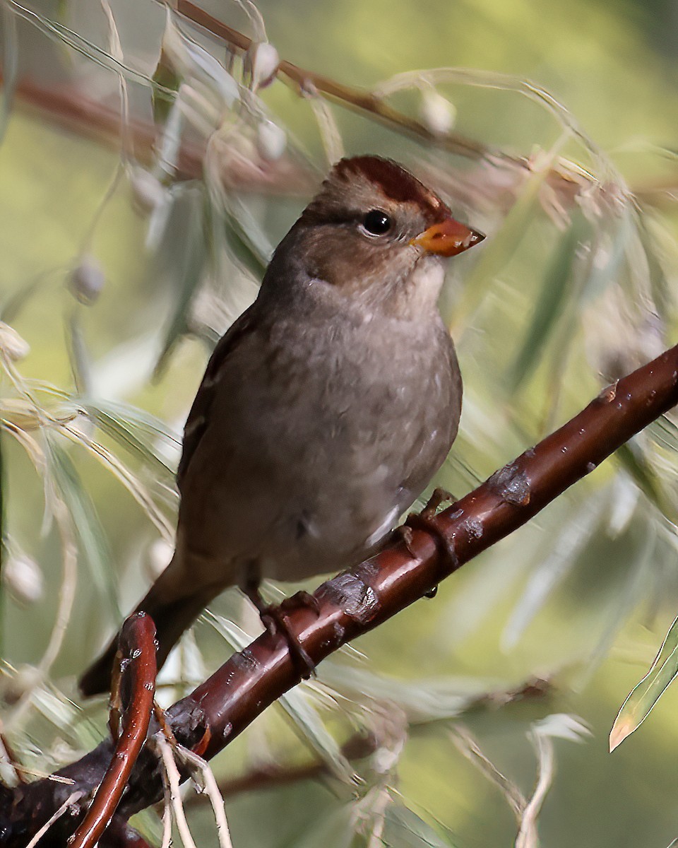 White-crowned Sparrow - Jonathan Dowell