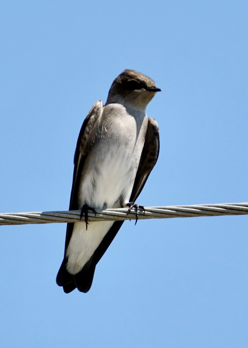 Northern Rough-winged Swallow - ML608998243