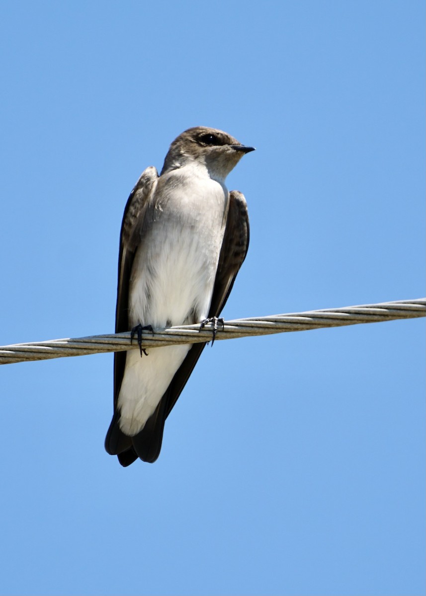 Northern Rough-winged Swallow - ML608998244
